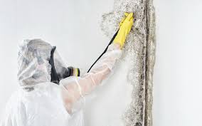 Best Basement Mold Removal  in Two Rivers, WI